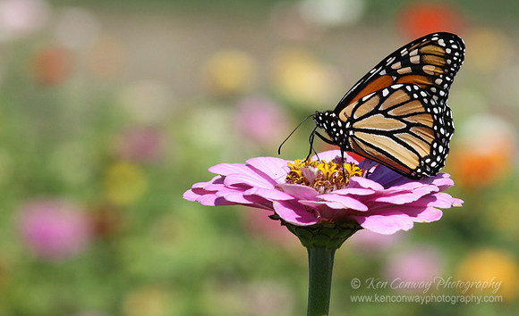 Monarch Butterfly