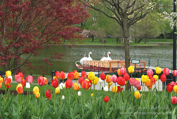 Spring in the Public Garden