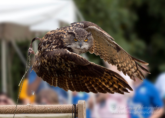Raptor Weekend