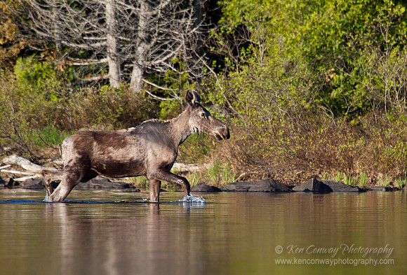 Moose