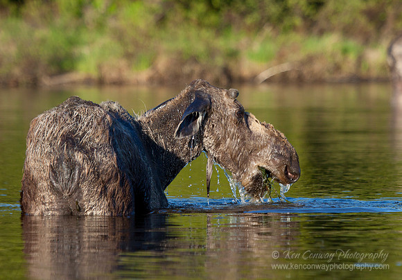 Moose