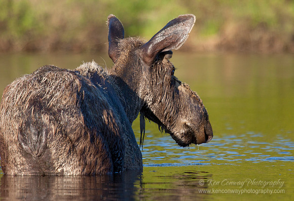 Moose Butt