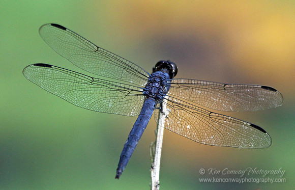 Dragon Fly