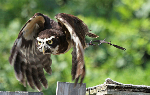 Spectacled Owl