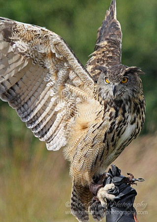 Eurasian Eagle Owl