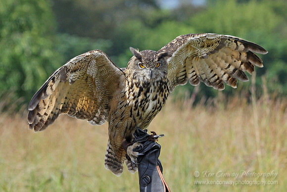 Eurasian Eagle Owl