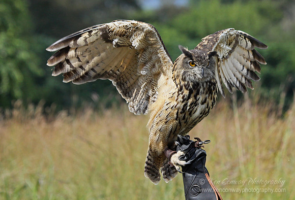 Eurasian Eagle Owl