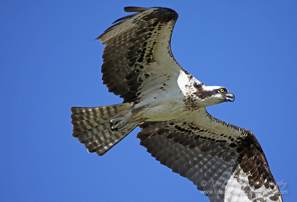 Osprey