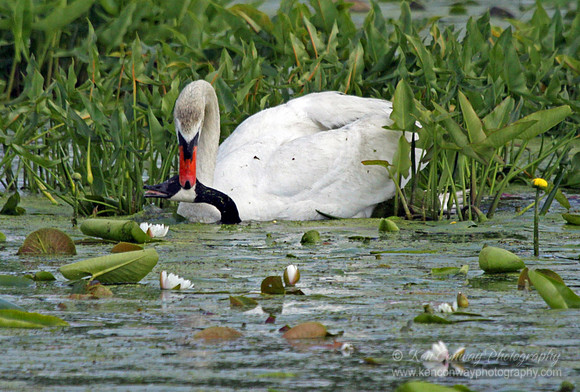 Male Swan on the Attack 2