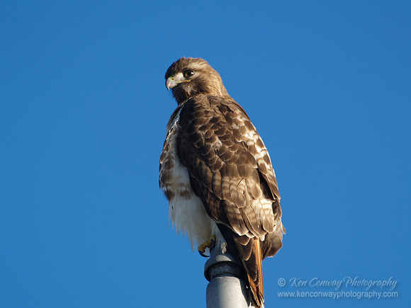 Red Tail Hawk