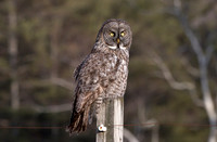 Great Gray Owls