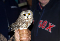 Saw-whet Owl banding