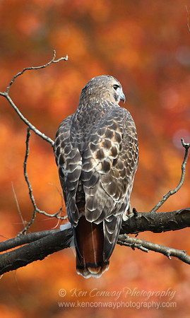 Red Tailed Hawk with foliage