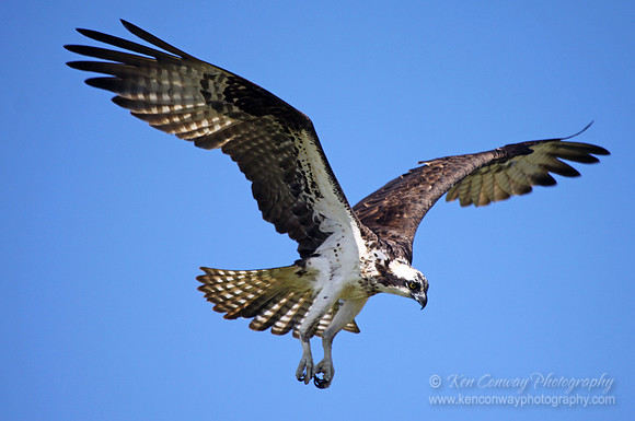 Osprey