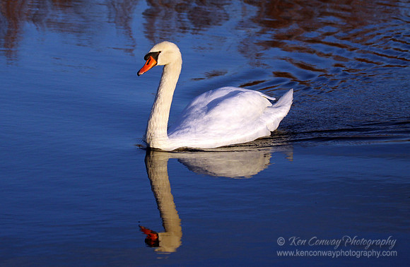 Swan Lake