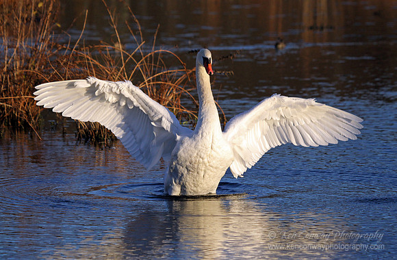 Swan Lake