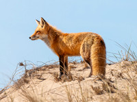 Foxes