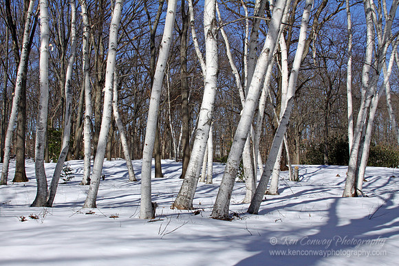 Birches in the Snow