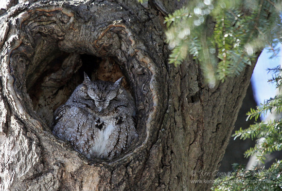 Screech Owl