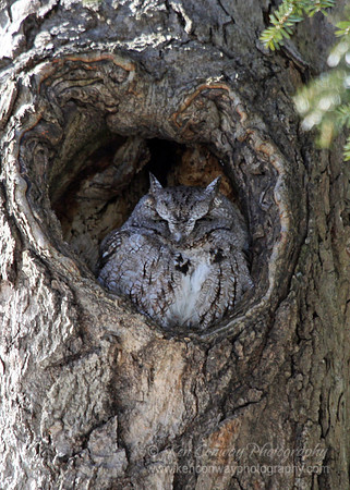 Screech Owl