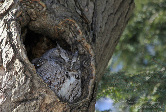 Screech Owl
