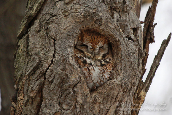 Screech Owl