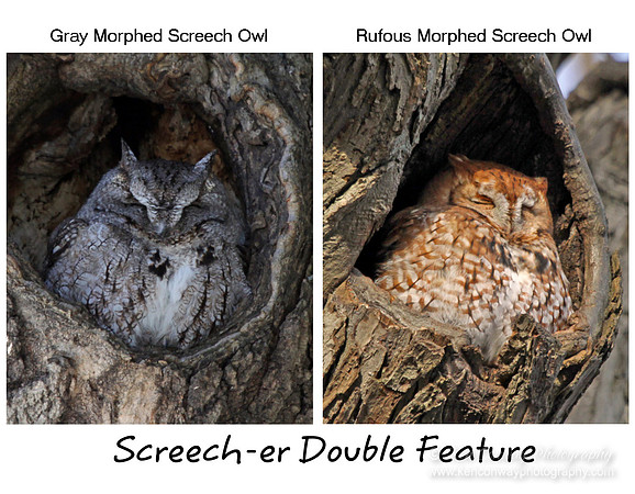 Screech Owl