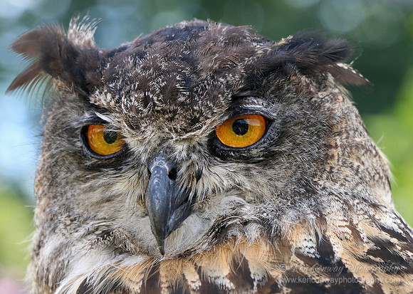 Eurasian Eagle Owl