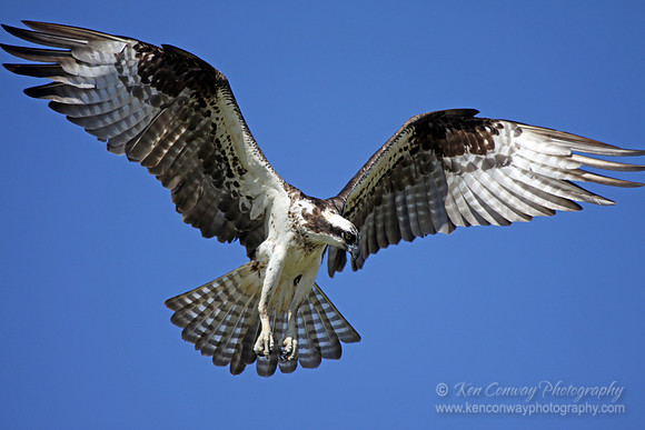 Osprey