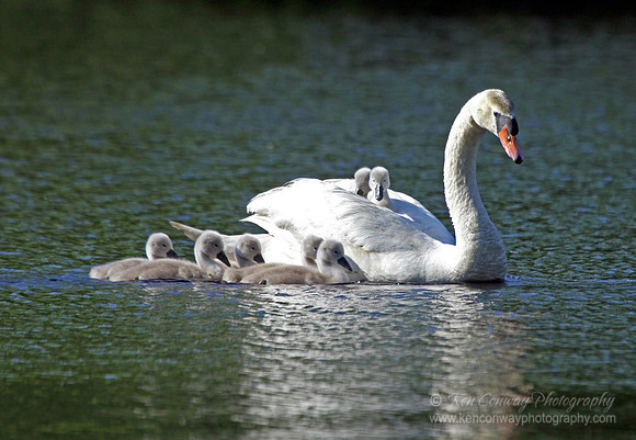 Swan with Signets