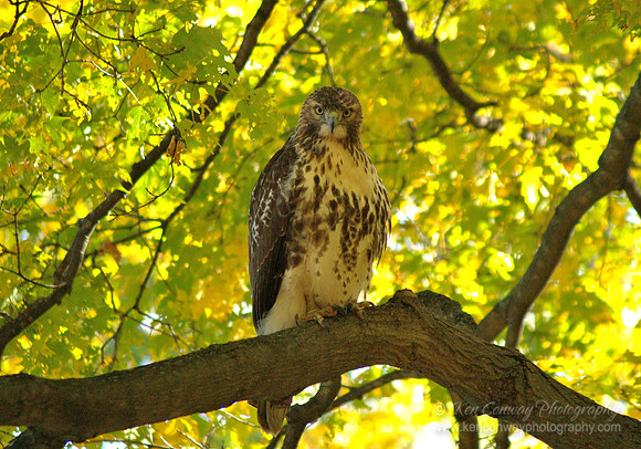 Red Tail Hawk