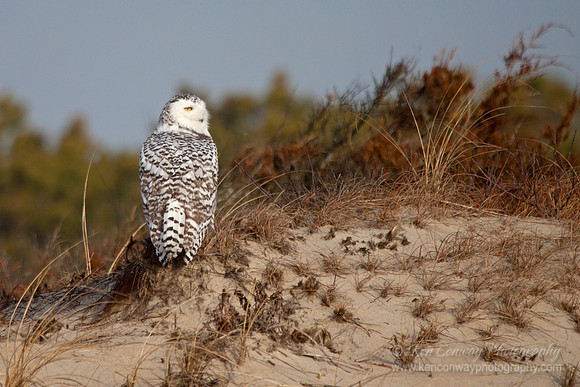 Snowy Owl