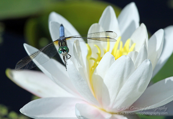 Dragon Fly