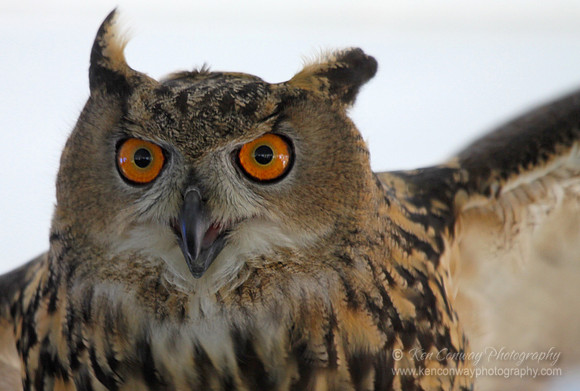Eurasian Eagle Owl