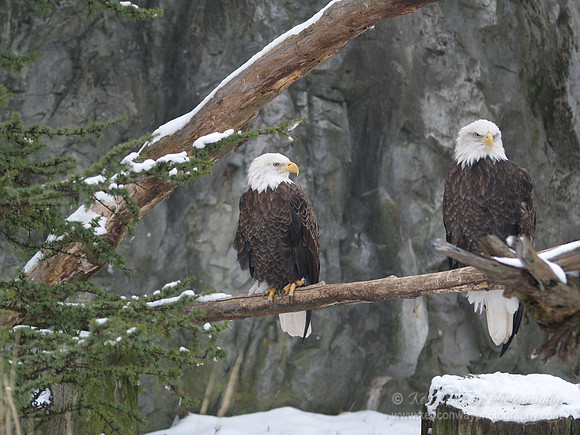 Bald Eagles