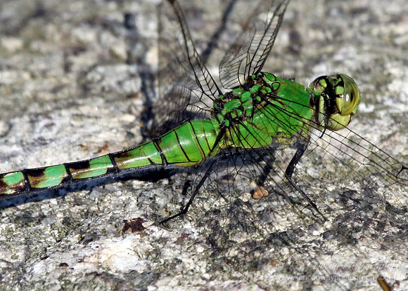 Dragon Fly