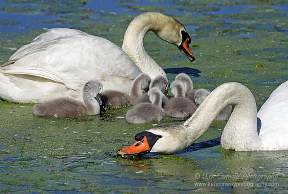Swan with Signets