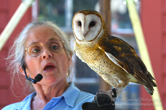 Barn Owl