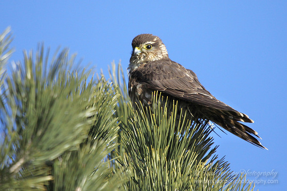 Merlin