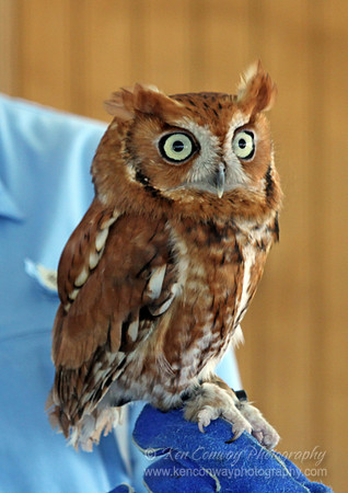 Red Morphed Screech Owl
