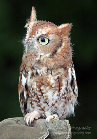 Screech Owl