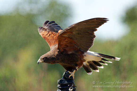 Harris' Hawk