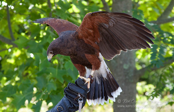 Harris' Hawk