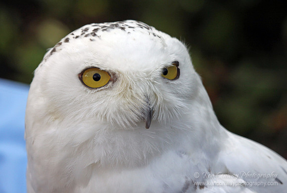 Snowy Owl