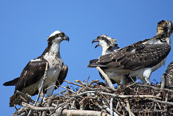 Mom and 2 osprey chicks
