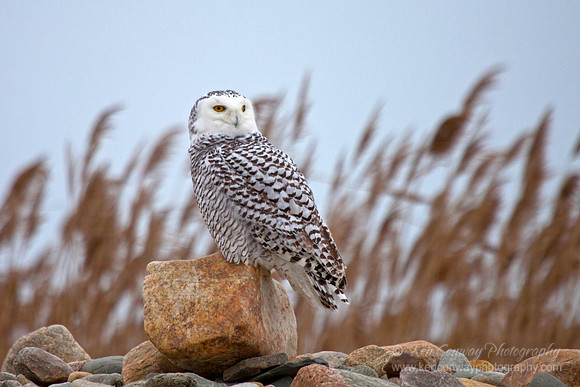 Snowy Owl