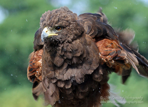 Harris's Hawk shaking off the dust