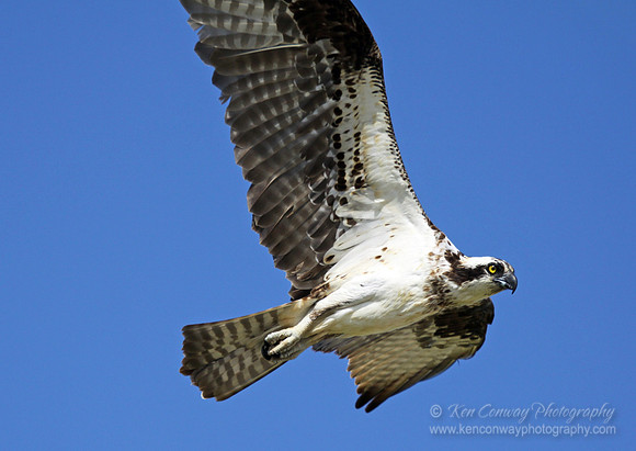 Osprey