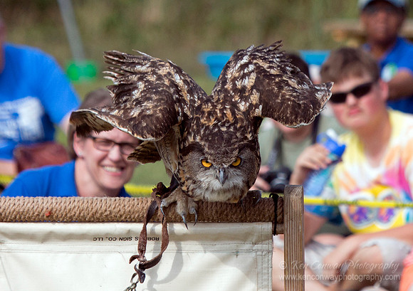 Raptor Weekend