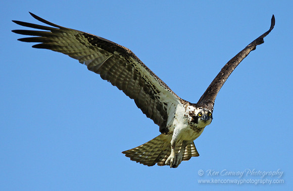Osprey